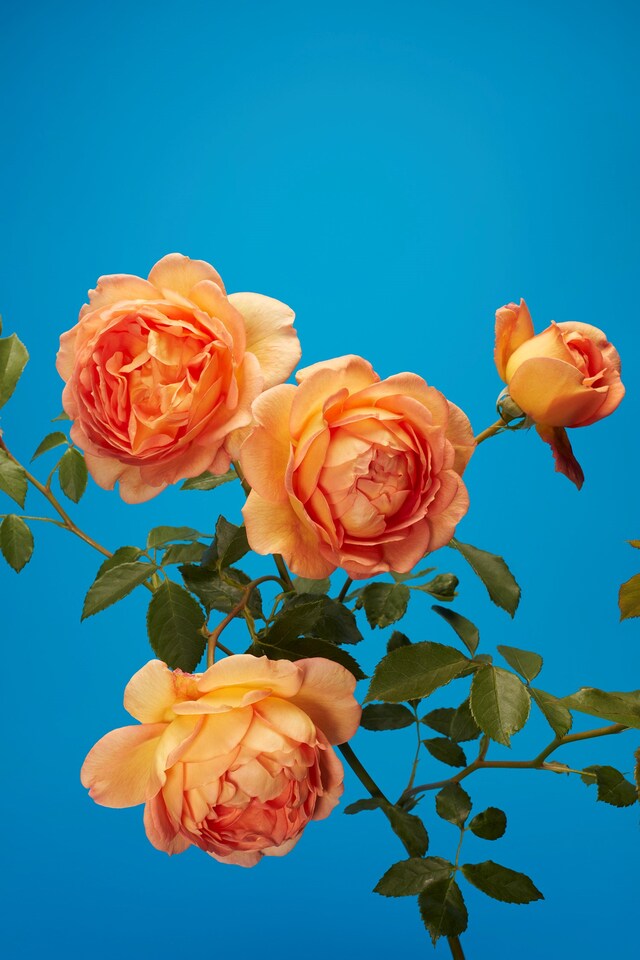 The English Rose Luke Stephenson