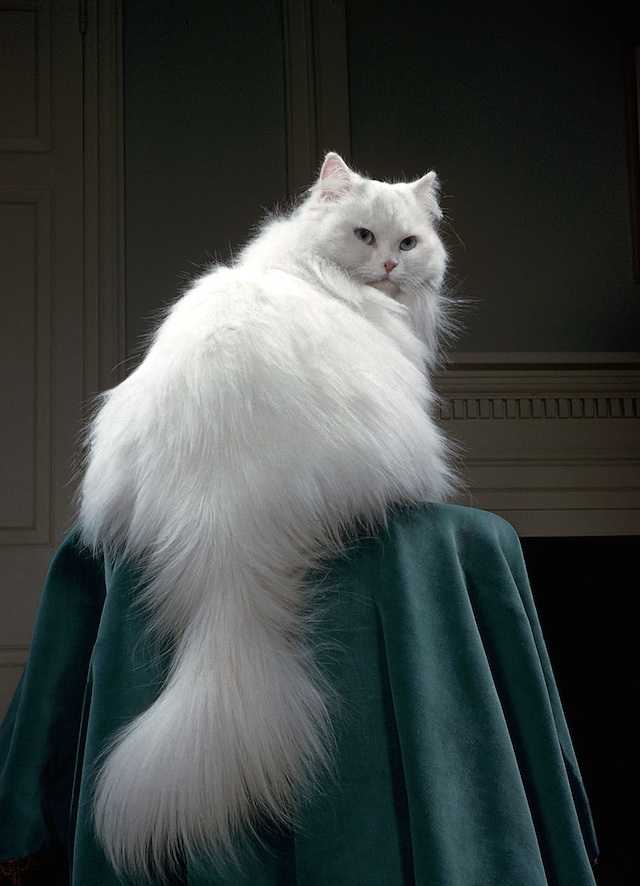 Walter Chandoha Cats Taschen Photography Book 2019 high res
