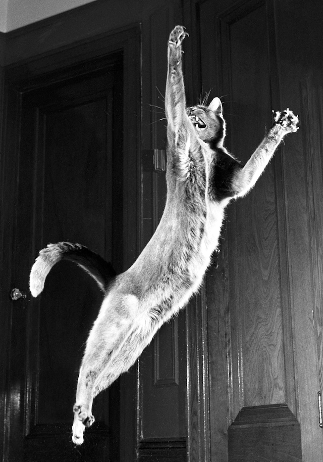 Walter Chandoha Cats Taschen Photography Book 2019 high res