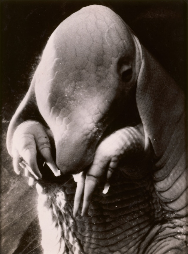 Dora-Maar-Portrait-of-Ubu