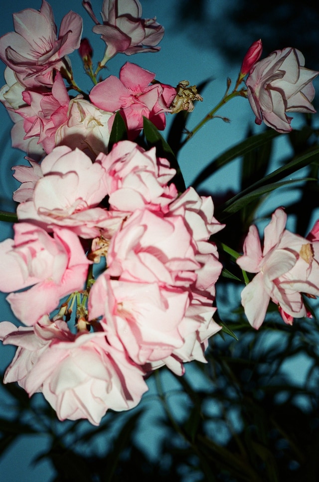 Lina Scheynius My Photo Books 2020 photography female nude