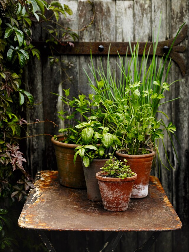 008-9 Great Dixter Andrew Montgomery. Courtesy Phaidon