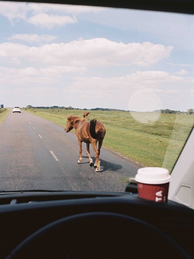 AntonGottlob_Dazed_12x16