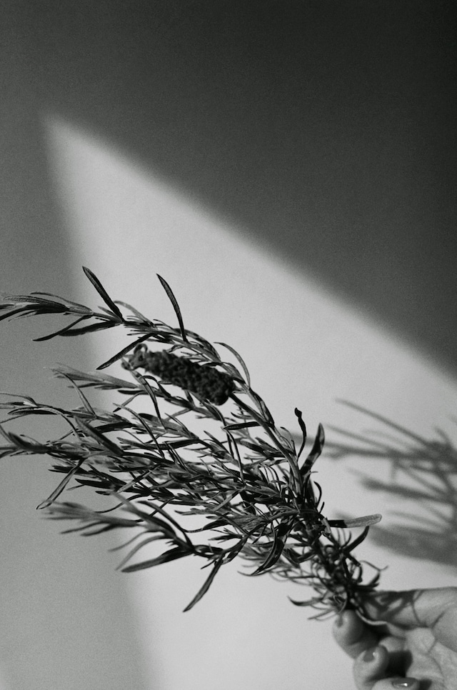 THE SEATED QUEEN(12)