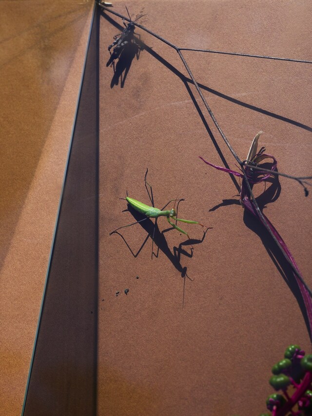 Modern Alchemy by Viviane Sassen and Emanuele Coccia 