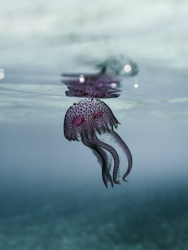 State of the Oceans Parley for the Oceans