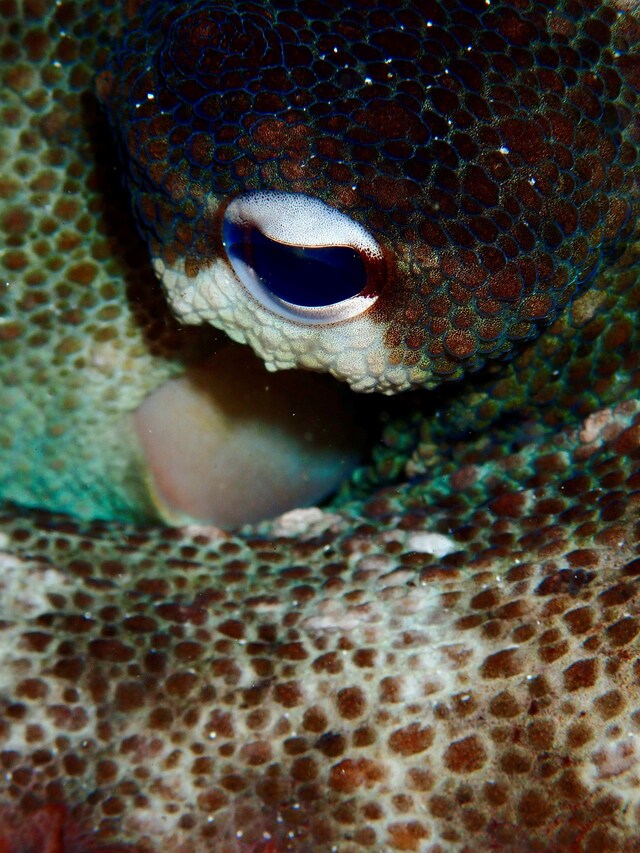 State of the Oceans Parley for the Oceans