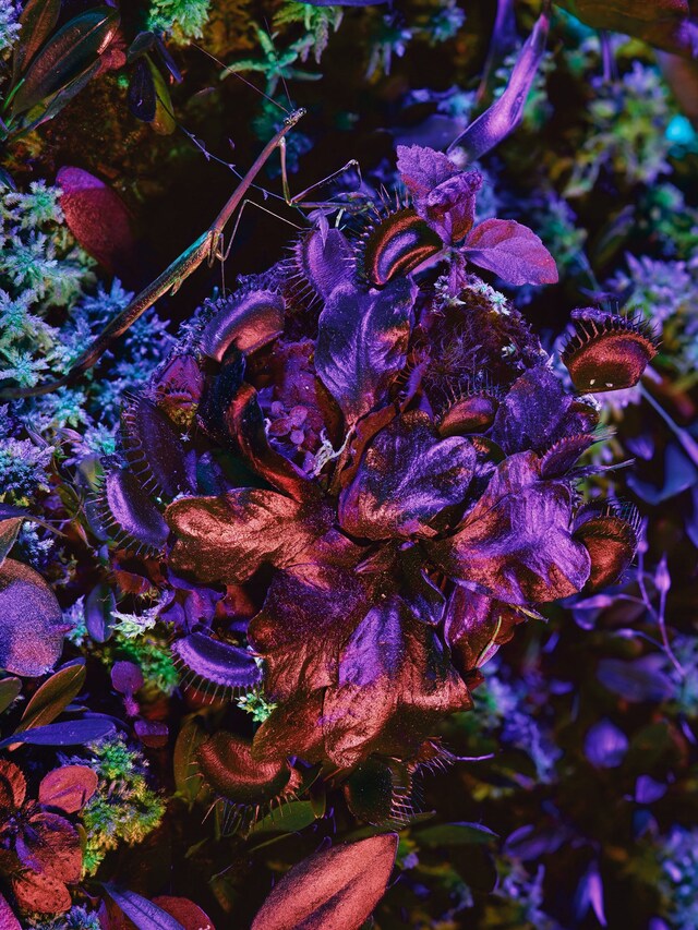 Broken Spectre by Richard Mosse