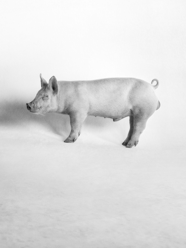 The Big Nudes by Heji Shin