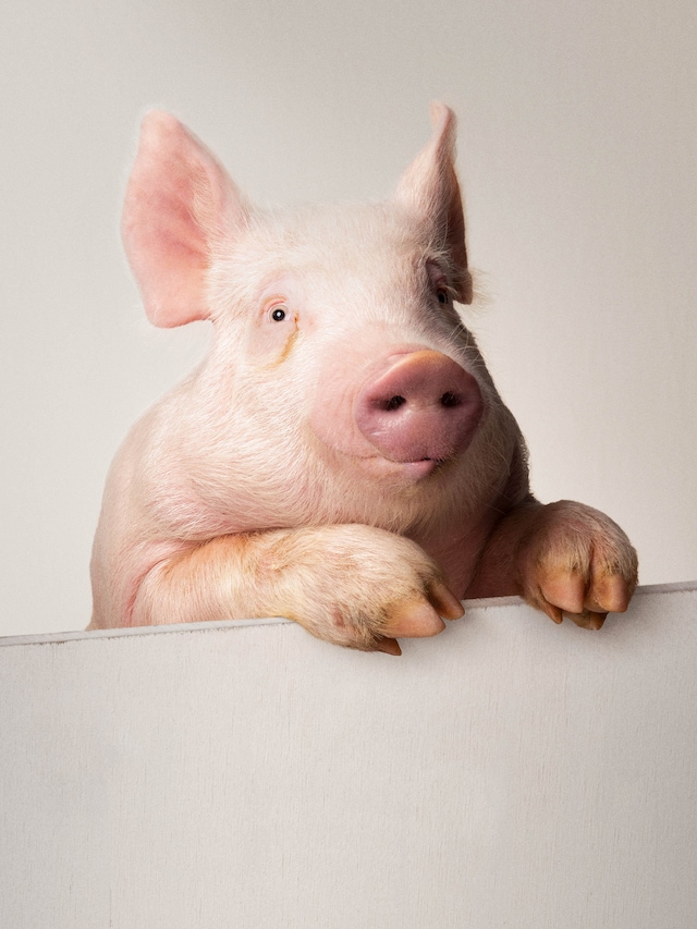 The Big Nudes by Heji Shin