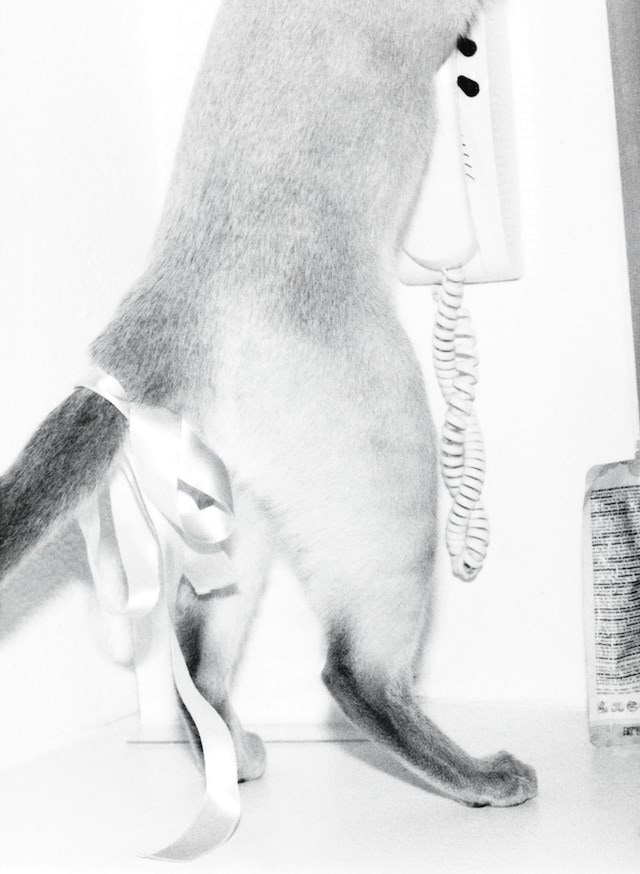 Cat Tree by Nicola and Manuel