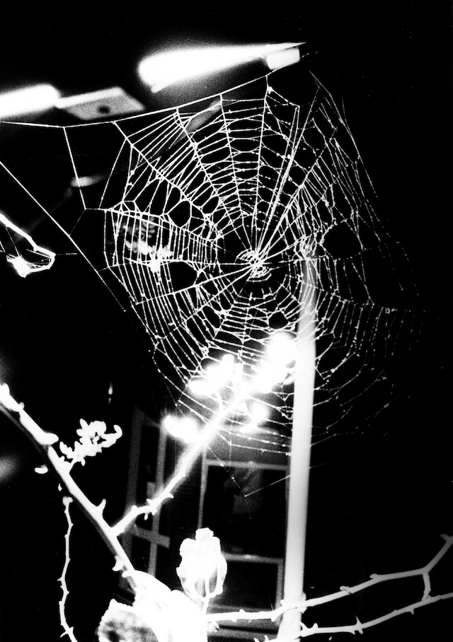 Stray Cats by Daido Moriyama