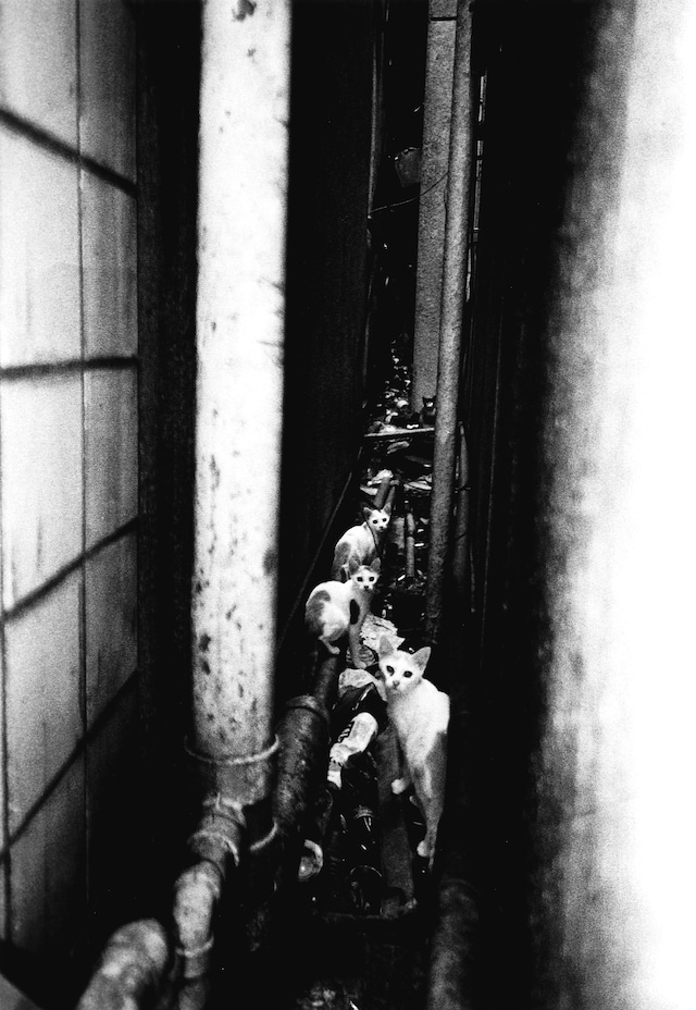 Stray Cats by Daido Moriyama