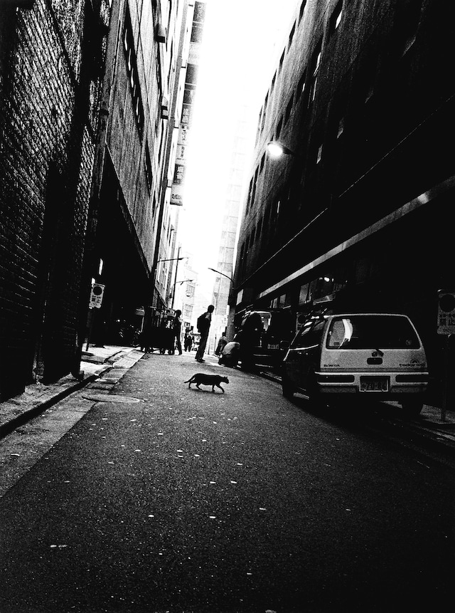 Stray Cats by Daido Moriyama