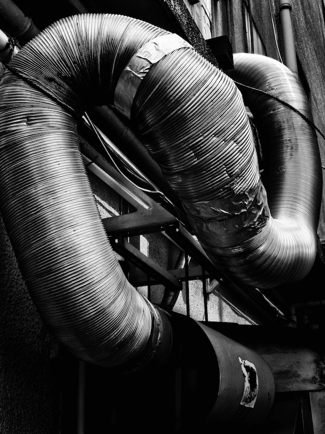 Stray Cats by Daido Moriyama