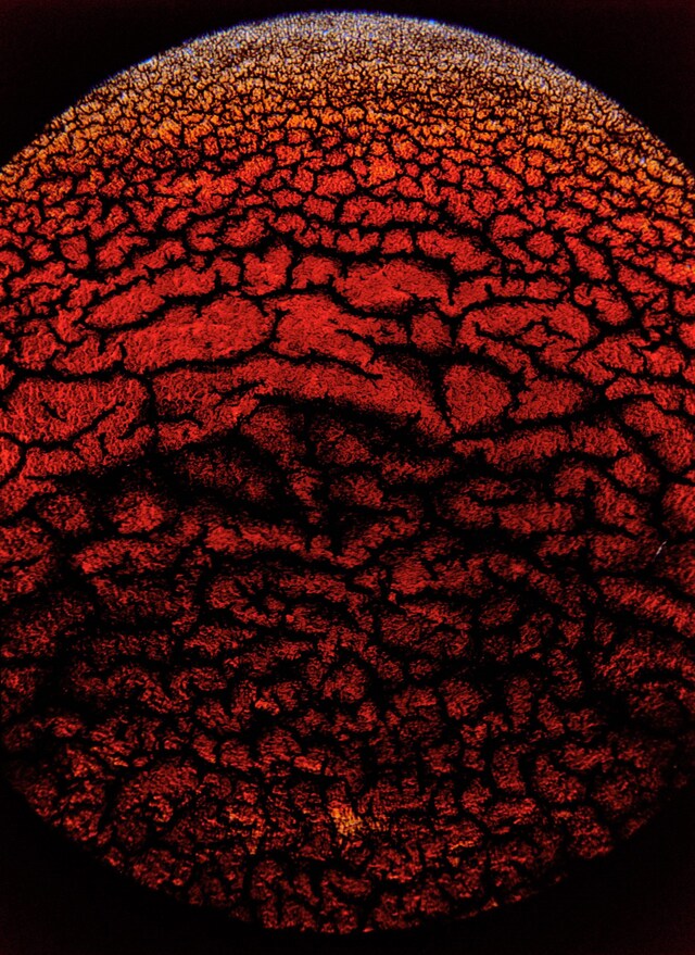One Blood by Frank Lebon