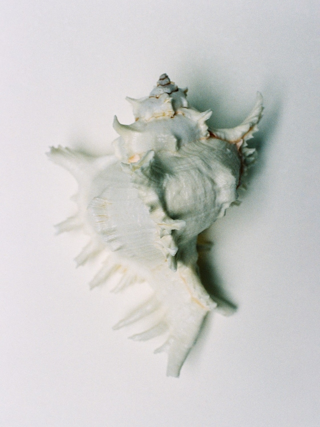 Hyphos by Lucas Bauer