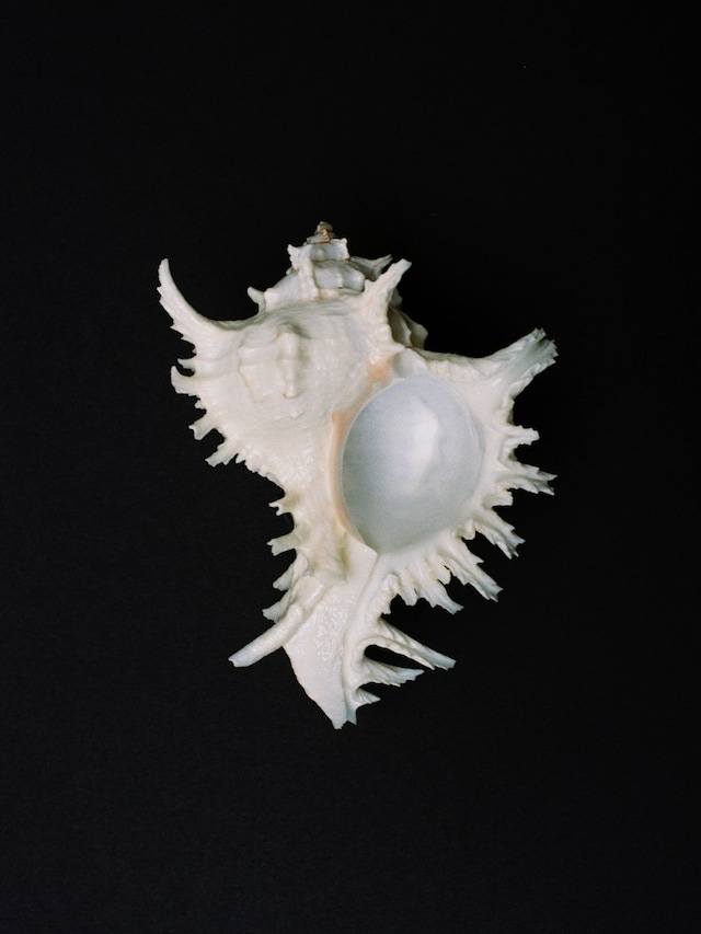 Hyphos by Lucas Bauer