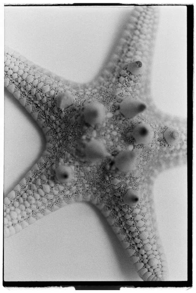 Hyphos by Lucas Bauer