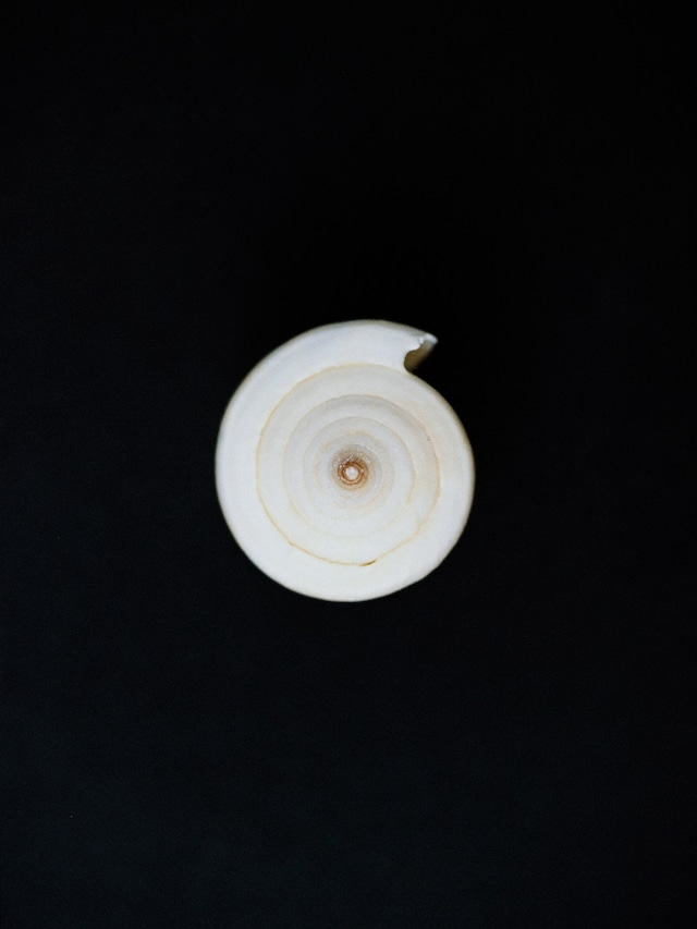 Hyphos by Lucas Bauer