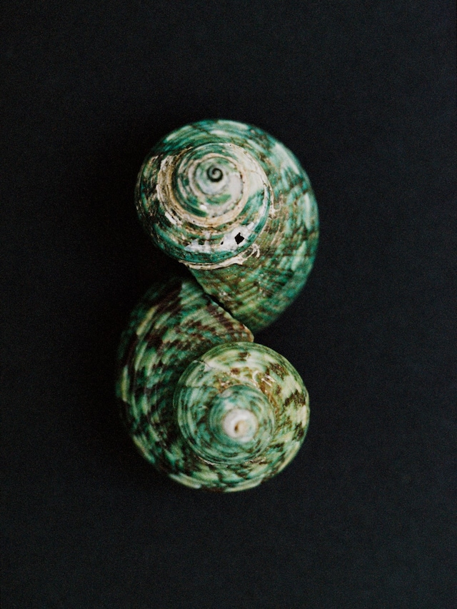 Hyphos by Lucas Bauer