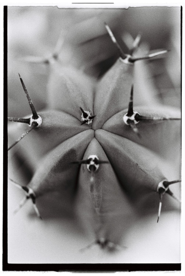 Hyphos by Lucas Bauer