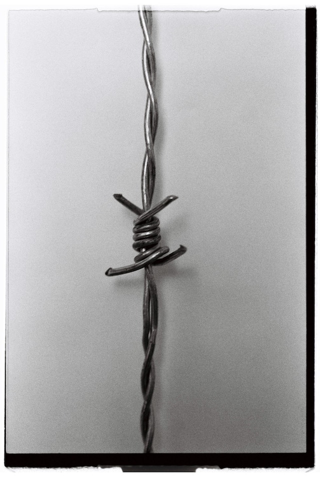 Hyphos by Lucas Bauer