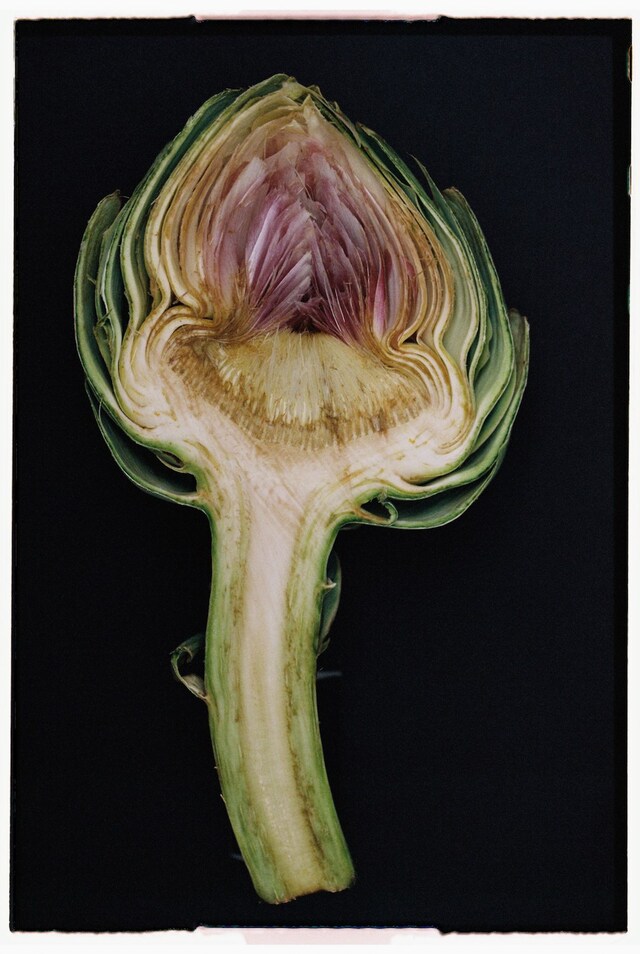 Hyphos by Lucas Bauer