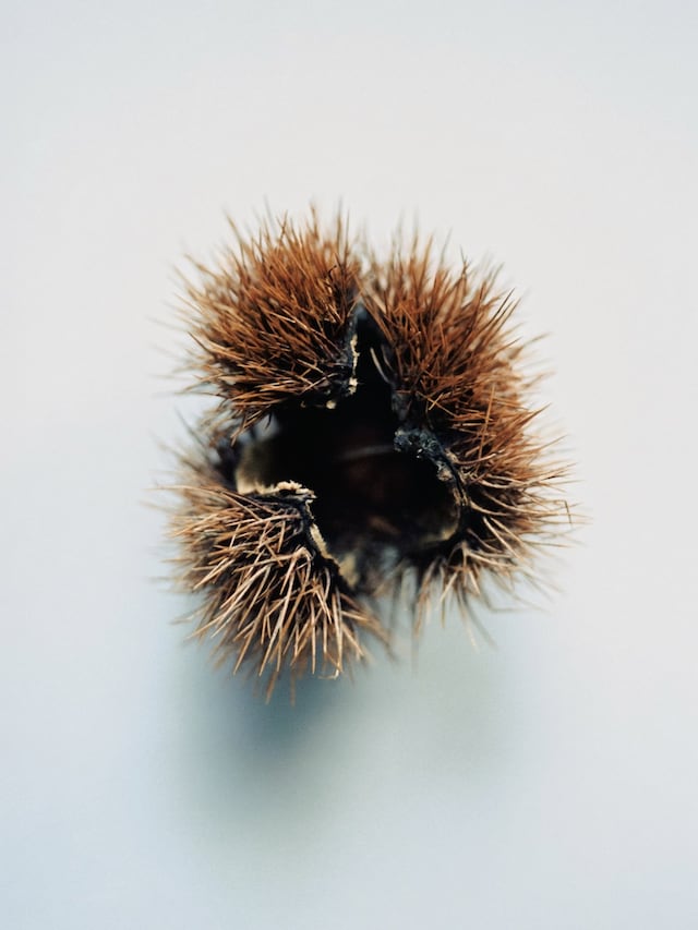 Hyphos by Lucas Bauer