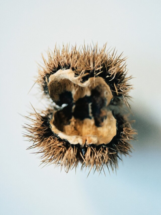 Hyphos by Lucas Bauer