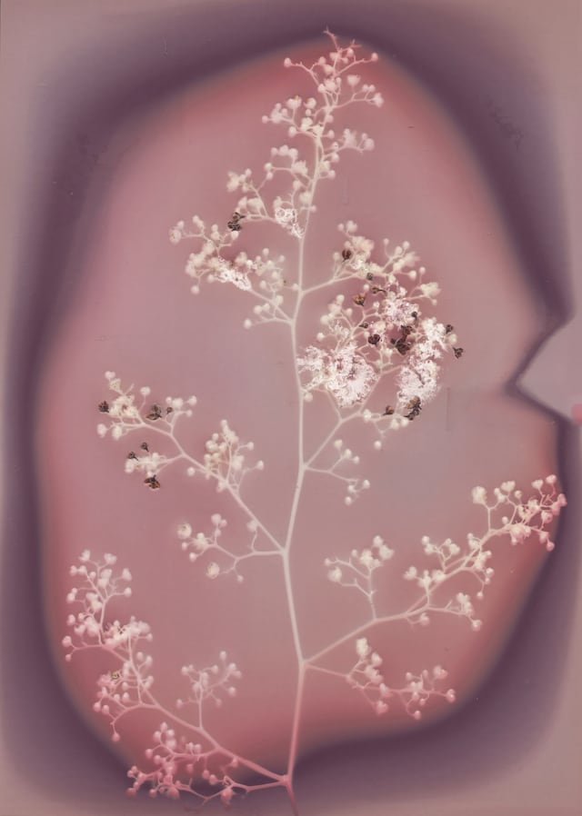 Catching Flies with Honey by Joy Gregory 