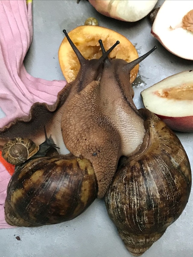 Juergen Teller, Leg, snails and peaches No.26, London, 2018 