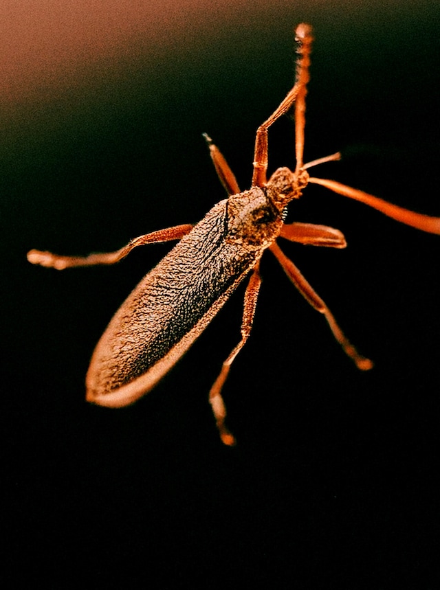 Dykes by Emily Lipson