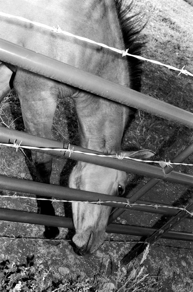 2847_IMAGINE_KW_TRACKS_INNEN_BW Horse_sRGB_F1