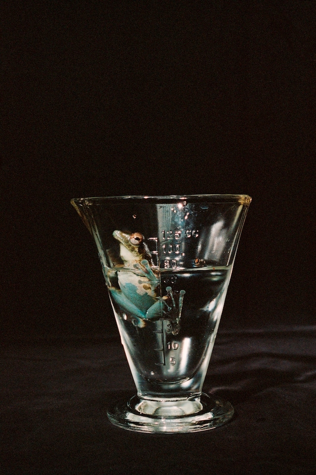 Camille Vivier, Frog, 2021 