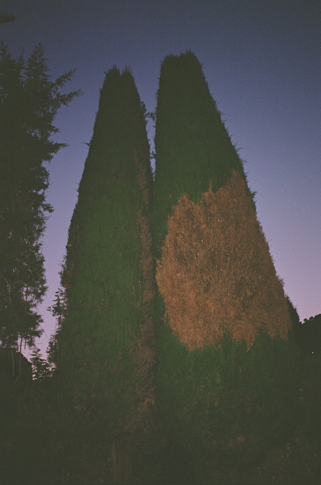 Marie Tomanova’s Summer Photo Dump