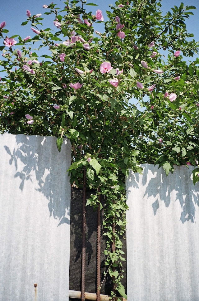 Marie Tomanova’s Summer Photo Dump