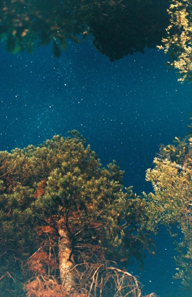 Night Sky (Pine), 2010