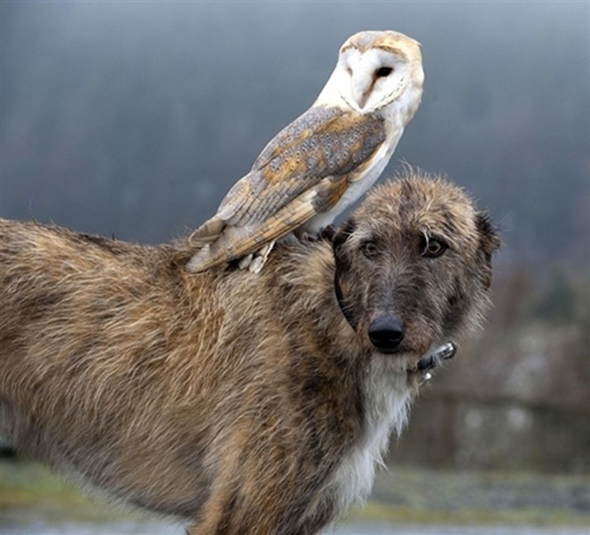 Owl riding dog