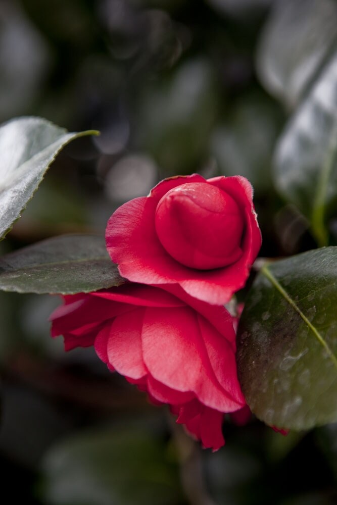 Celebration of the Camellia at Chanel & Chiswick House