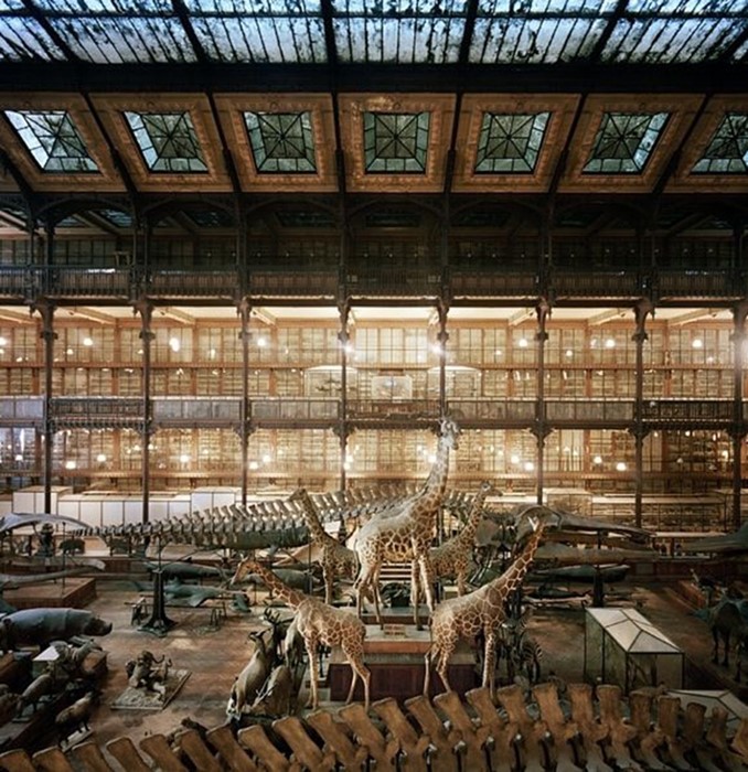 Giraffes, Museum of Natural History, Paris, France, 1982