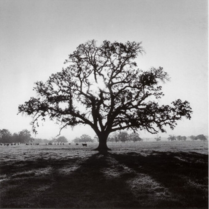 Oak Tree, Sunrise, Ansel Adams, 1966