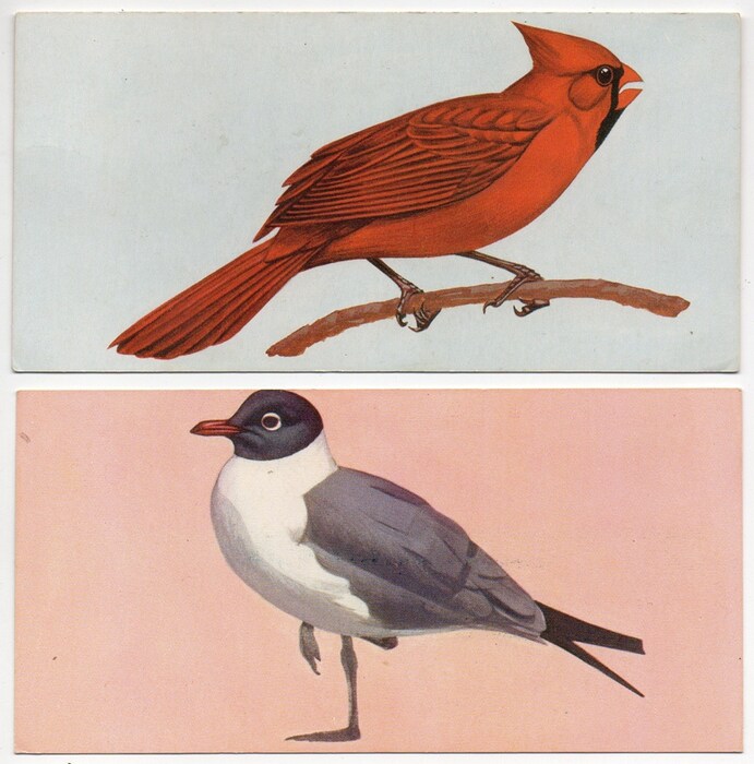 Bird Flashcards, 1962