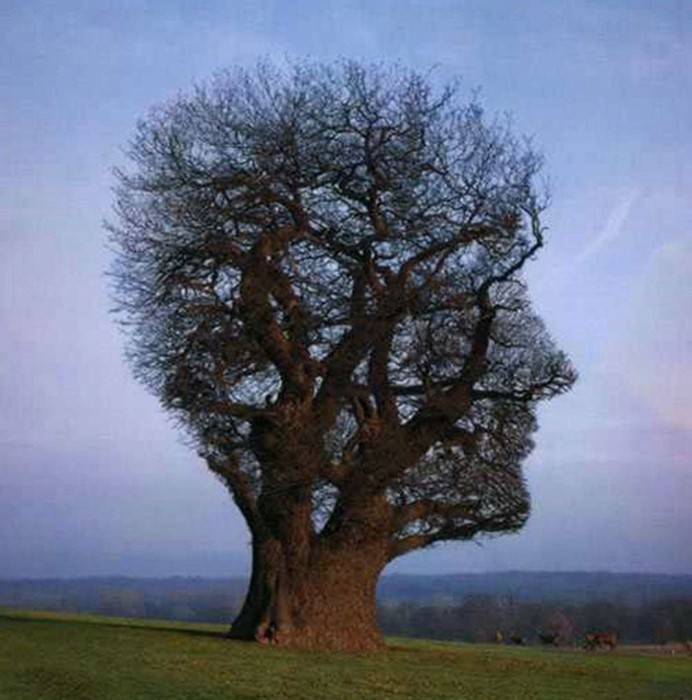 Tree face