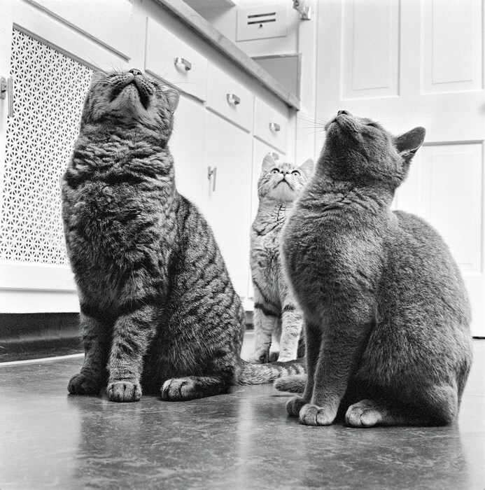 Walter Chandoha Cats Taschen Photography Book 2019 high res