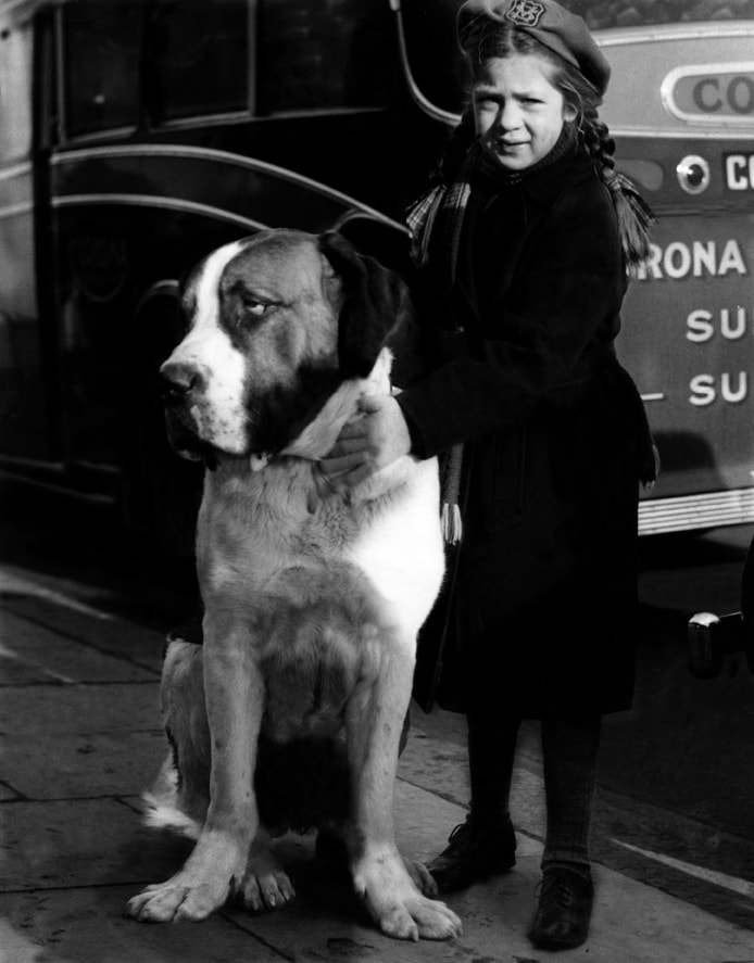 Crufts 1950