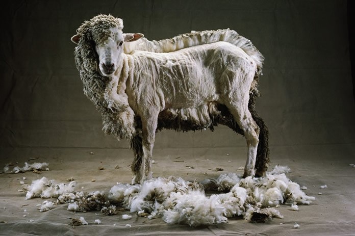A half-sheared sheep