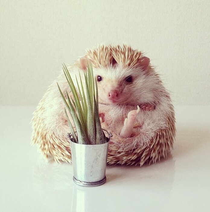 &#169; @darcytheflyinghedgehog/Instagram