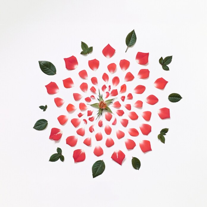 Exploded Flowers