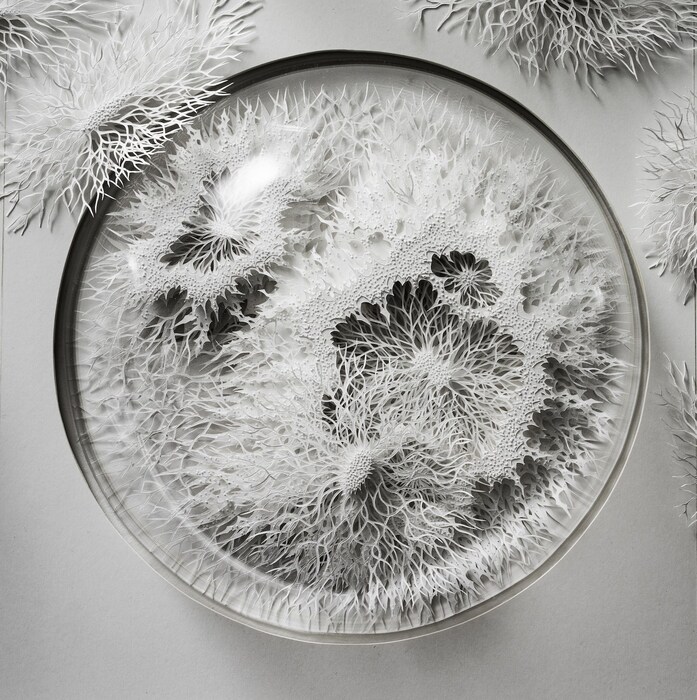 rogan brown, detail of outbreak, 2014 c. of rogan